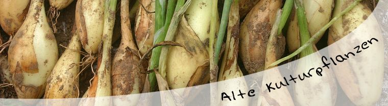 Zufallsbilder - Alte und neue Kulturpflanzen
