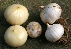 Elefanten-Knoblauch