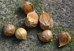 Elefanten-Knoblauch Zehen