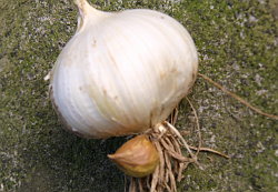 Elefanten-Knoblauch Zehen