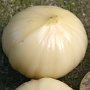 wElefanten-Knoblauch