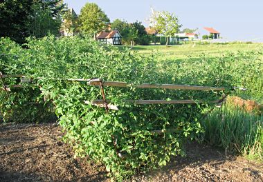 Garten Ludwig Watschong, Arenborn - Garten Ludwig Watschong, Arenborn - Garten Ludwig Watschong, Arenborn